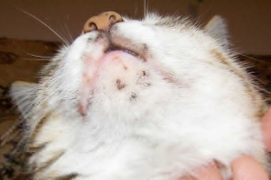 Dlaczego powstaje i jak leczyć trądzik w kotach? Dlaczego powstaje i jak leczyć trądzik w kotach?